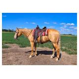 Lot#472 4 yr old AQHA Gelding Sire: MC Ironman Dam: Go Peppy Lena