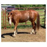 lot#452 7 yr old AQHA Gelding Sire: Fletch That Cat  Dam: Playfully Freckled