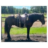 Lot# 511 3 yr old Draft X Gelding Well broke to ride and drive