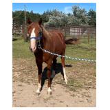 Lot#473 Yearling AQHA stallion Sire: TLJ Pepto Smooth