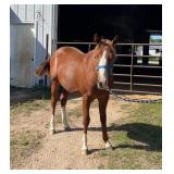 Lot# 473