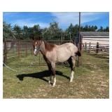 Lot#453 Yearling AQHA Stallion Sire: TLJ Pepto Smooth