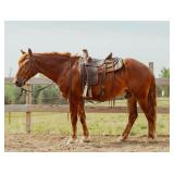 Lot#463 4 yr old Belgian X Gelding