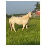 Lot# 512 2 Yr Old Reg. Appaloosa Mare 