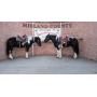 Yoder Bros. Large Horse & Carriage Auction
