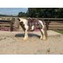 Yoder Bros. Large Horse & Carriage Auction