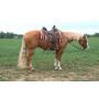 Yoder Bros. Large Horse & Carriage Auction