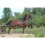 Great Lakes Standardbred Trotting Sale