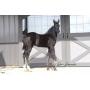Great Lakes Yearling and Weanling Sale