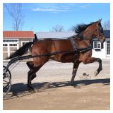 Lot# 287 4yr. old Stdbred gelding Newtown Chocolatier x Glide Master