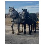 Lot# 9&10 7&4yr Percheron mares. Well broke to farm machinery