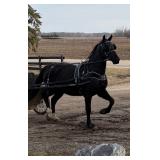 Lot# 178 3yr. Morgan/Stdbred gelding