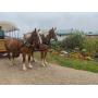 Yoder Bros. Large Horse & Carriage Auction