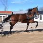 Yoder Bros. Large Horse & Carriage Auction