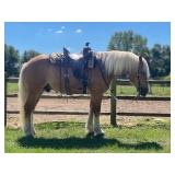 lot# 501 4 Yrs old Draft cross gelding Sold for$13,500