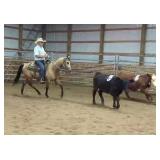 Lot# 444 2 Yr Old AQHA Gelding sold for $14,000