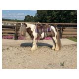 Lot# 467 7 yr old Reg Gypsy Vanner Stallion, Sold for 19,500