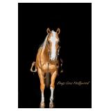 Lot#484 5 yr old AQHA Gelding Sold for 16,250.