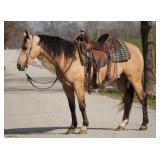 Lot# 426 4yr old grade Quarter gelding