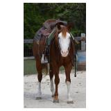 Lot# 461 5yr old AQHA APHA reg, stallion Grandson of Colonals Smoking Gun