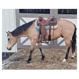 Lot# 474 5 yr.old AQHA Gelding