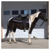 Lot# 553 4yr. old Pony Gelding