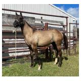 Lot# 443 Yearling AQHA Gelding Sire: Bee Dee's Pride   Dam: Buckleys Baby Cakes
