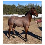 Lot# 454 Yearling AQHA Stallion   Sire: Zan Bars Leige Lord   Dam: Kros Ramblin Robin