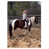 Lot# 576 7ry. Gypsy Vanner Cross Mare