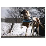 Lot# 436 7yr pony mare, school type