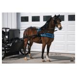 Lot# 502 3yr. 48' pony gelding