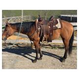 Lot# 507 4yr. AQHA mare 14.2 HH So Fine Little Pine-very gentle, well broke. Great spins and stops