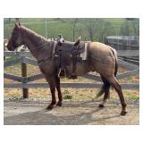 Lot#481 11yr. QH gelding. 15.3HH, tough trail/ranch horse