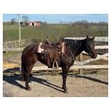 Lot# 451 2yr. AQHA mare. 15HH Super quiet/broke, can be fast when asked