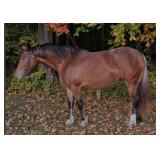 Lot# 514 4yr. Gypsy/QH mare King of the South x Lopex Boon Doc