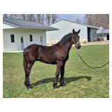 Lot# 611 Yearling Freisian x Percheron stud colt