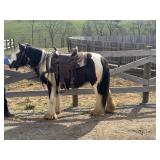 Lot# 527 Reg. Gypsy Vanner Stallion 12.3HH Super quiet-well minded pony. 