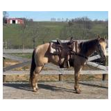 Lot# 517 5yr. AQHA gelding, 15.1HH well broke trail or ranch work (Pedigree attached)