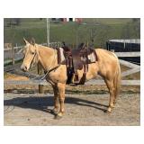 Lot# 497 6yr. AQHA-PHBOA mare, 15HH, very broke trail horse, in your pocket/ super sweet 