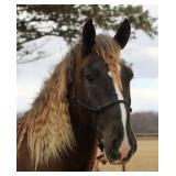 Lot#440 4yr draft/gypsy rides & drives