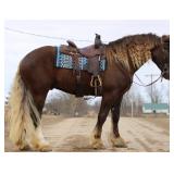 Lot#440 4yr draft/gypsy rides & drives