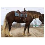 Lot#440 4yr draft/gypsy rides & drives