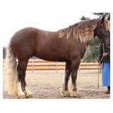 Lot#440 4yr draft/gypsy rides & drives