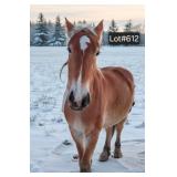 Lot# 612 3yr. Belgian cross mare rides/drives