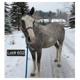 Lot# 602 9yr QH/Appaloosa mare broke to ride