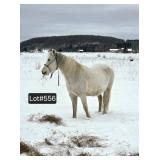 Lot# 556 9yr QH mare 13HH rides/drives