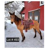 Lot# 493 11yr QH mare 15.1HH nice riding horse