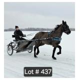 Lot#437 3yr Stdbred/Race pony mare fast mover T.S.S