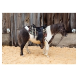 Lot#482 6yr old Biscuit nice & quiet rides and drives