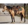 Yoder Bros. Large Horse & Carriage Auction